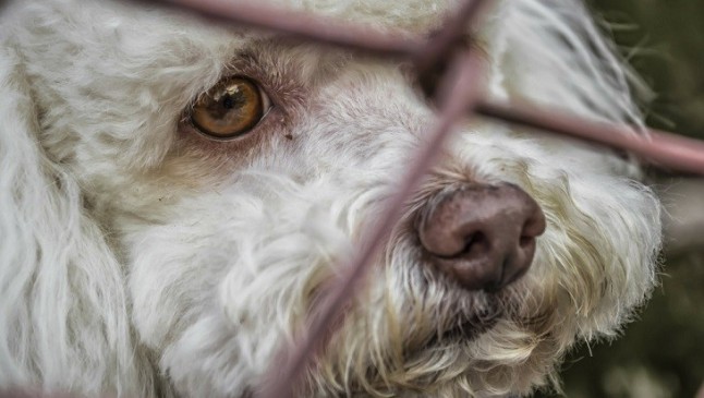 Juristas de Bizkaia y de otras Comunidades alertan sobre un posible retroceso en la ley vasca de protección animal