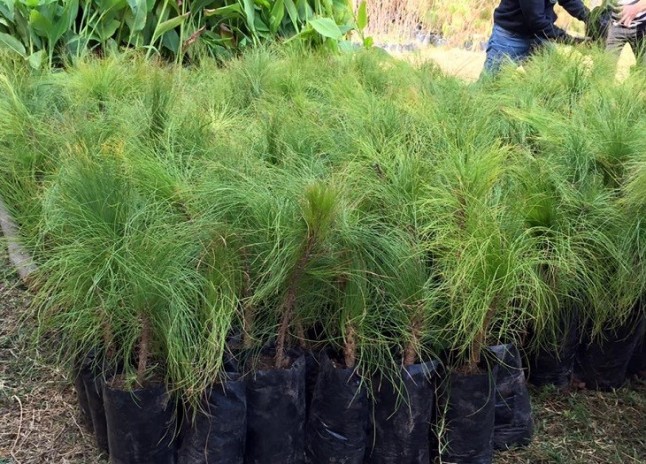 El vivero de la Diputación de Málaga reparte este año 43.000 árboles y arbustos