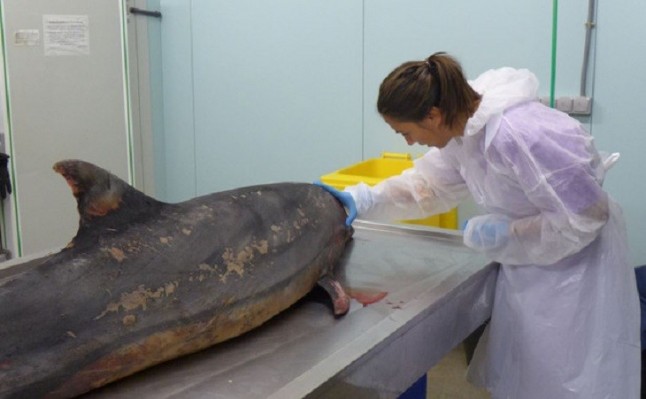 Una nueva cepa del virus más letal en delfines llega al Mediterráneo