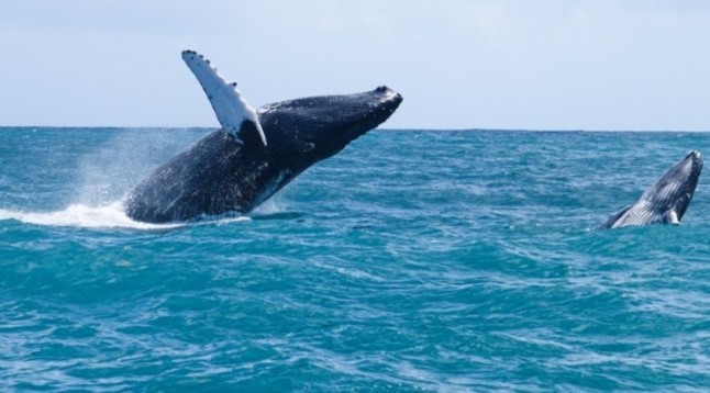Equo arremete contra los países que incumplen la moratoria de caza de ballenas