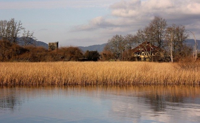 Las humedales almacenan más carbono a medida que sube el nivel del mar