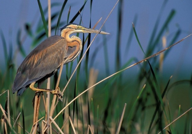 Un estudio del MITECO revela el potencial de la restauración de humedales para cumplir los objetivos ambientales de España