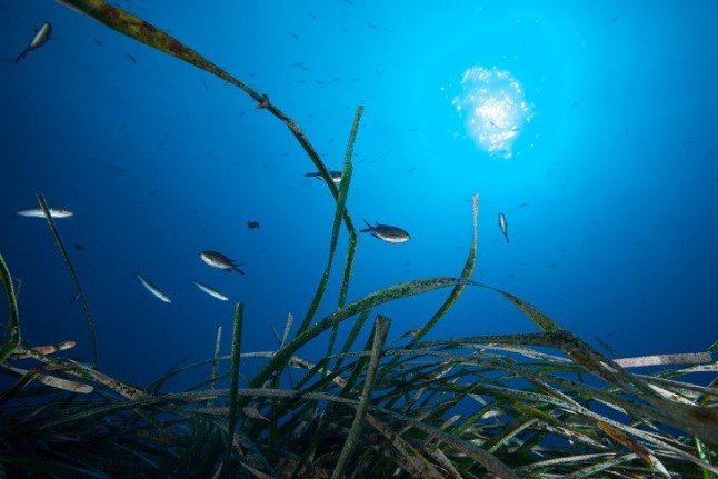 Entidades ecologistas celebran el decreto de posidonia