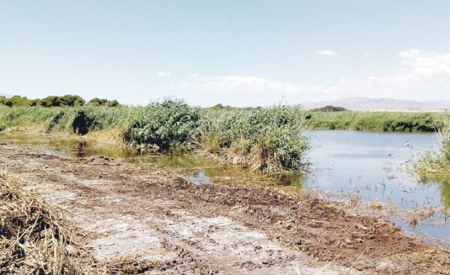 Ecologistas se queja al Defensor del Pueblo por la exclusión del Salar de los Canos del inventario de humedales