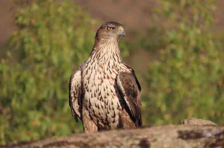 AQUILA a-LIFE y la Junta de Andalucía eliminan el punto negro de electrocución de aves más letal de la provincia de Jaén