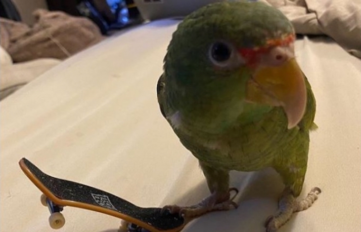 El loro que pinta y juega al baloncesto