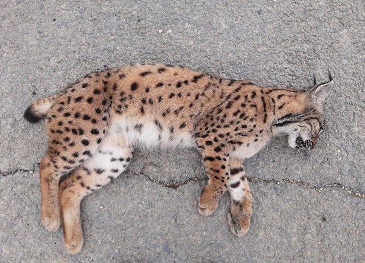 Qué pasa con los corredores ecológicos del lince en Almería
