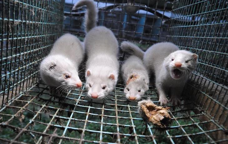UP urge al cierre de las granjas de visones americanos por su impacto sobre la biodiversidad y sus riesgos para la salud