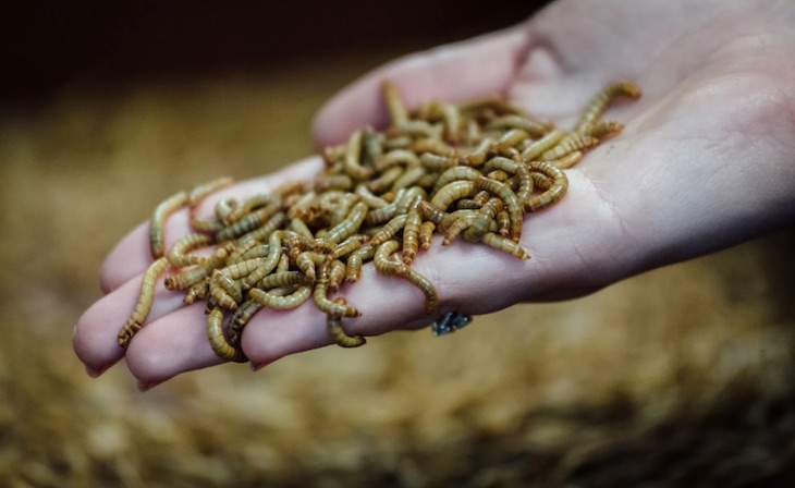La cría de insectos para el consumo humano deja una huella ecológica menor