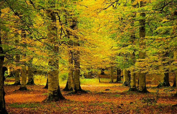 Los árboles de hoja caduca muestran sus límites para absorber las emisiones