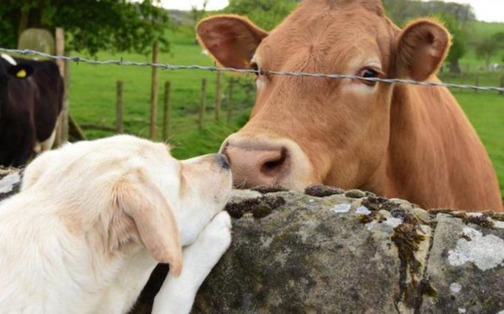 Los animales tienen sentimientos por LEY