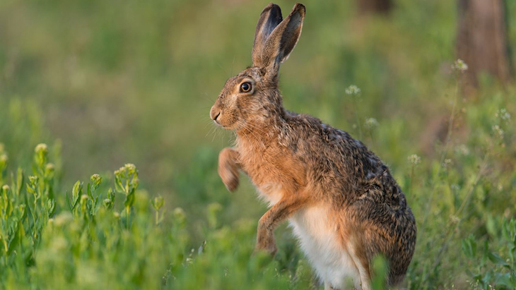 Pillados tres sujetos por cazar liebre con galgos fuera de veda en Valtierra
