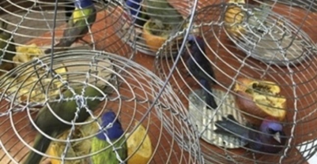 PROFEPA ha decomisado cerca de 11 mil productos de vida silvestre en 2019