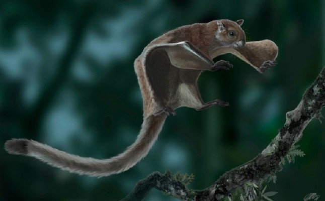 Cataluña. Localizan el fósil más antiguo de una ardilla voladora
