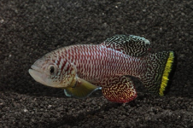 El pez killi africano es el vertebrado que más rápido madura