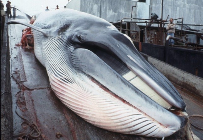 Desastre. Japón sale de la Comisión Ballenera Internacional