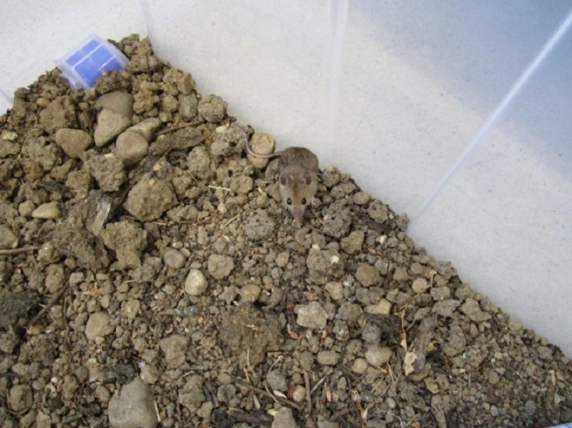 La expansión del topillo campesino pone en riesgo a las especies de árboles productoras de bellotas