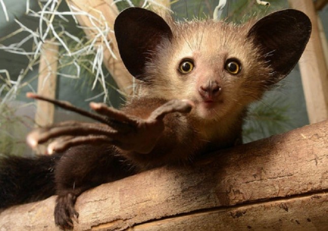 Sorpresas y desconcierto sobre la llegada del lémur a Madagascar
