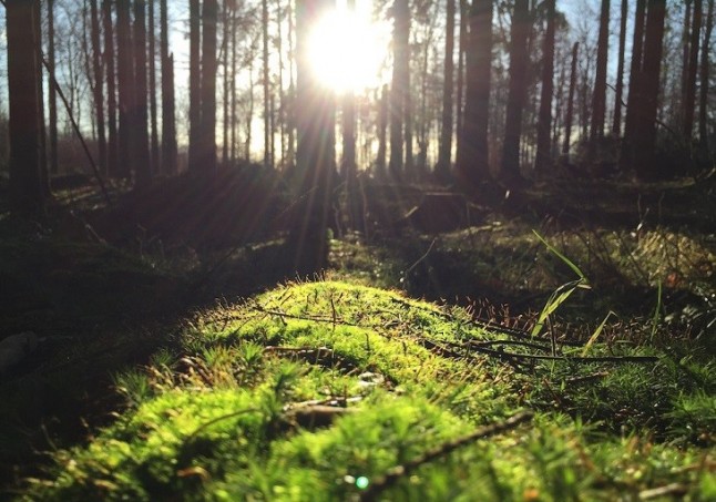 Preservar la naturaleza durante treinta años tiene un nombre: SEPRONA