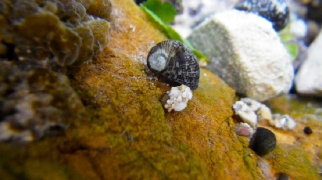 Reconstruyen el árbol de la vida de los macroinvertebrados de agua dulce del continente europeo