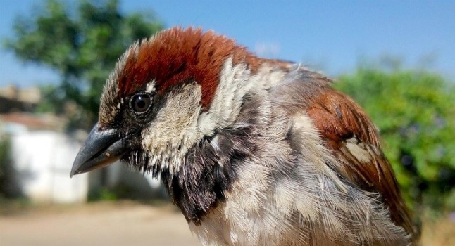 Las aves presentan una peor condición corporal en las zonas más urbanizadas