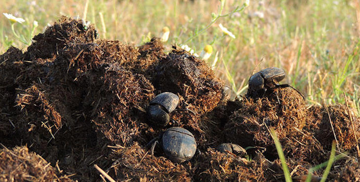 El antiparásito ivermectina se acumula en los insectos