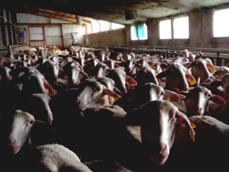 La cara ‘B’ del queso Roquefort