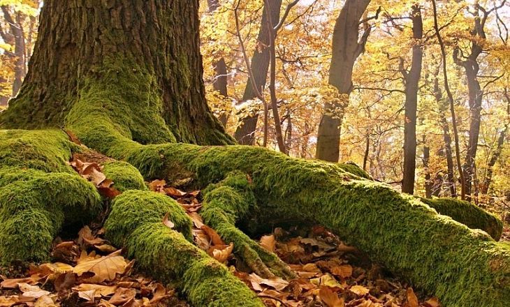 Identifican los rasgos de las raíces de árboles en suelos contaminados