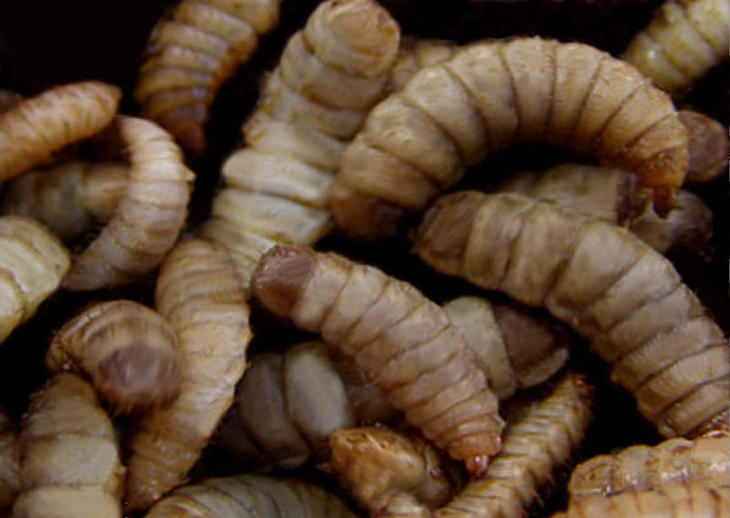 Proteínas de la larva de una especie de mosca para la industria alimentaria