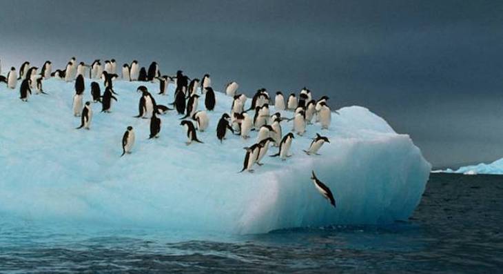 Miles de pingüinos jugando en un iceberg (video)