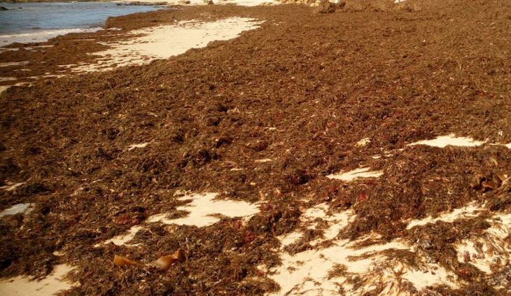 Novedades sobre alga asiática invasora