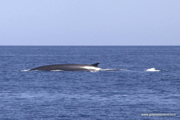 C. Valenciana. Aportaciones a la Red Natura 2000 Marina