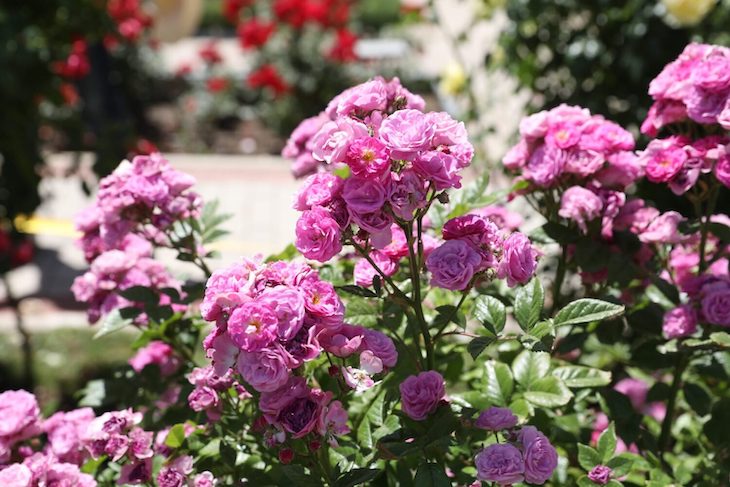 El Concurso Internacional de Rosas ‘Villa de Madrid’ se aplaza al mes de octubre