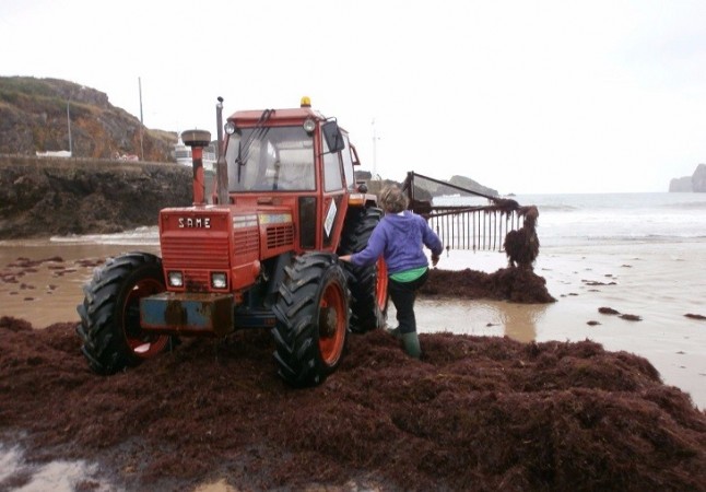 Asturias legaliza la rastrilla para la recogida de algas en la costa asturiana