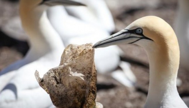 Animales ‘plastificados’