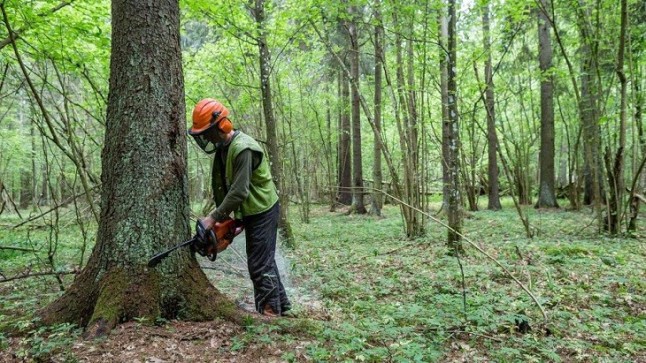 La tragedia de la tala del bosque de Bialowieza