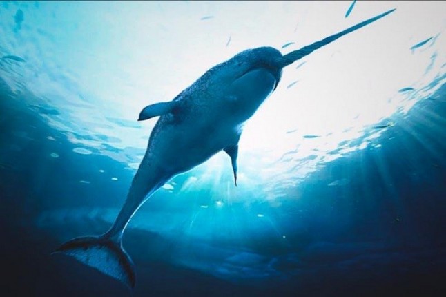 La sorprendente prosperidad de los narvales