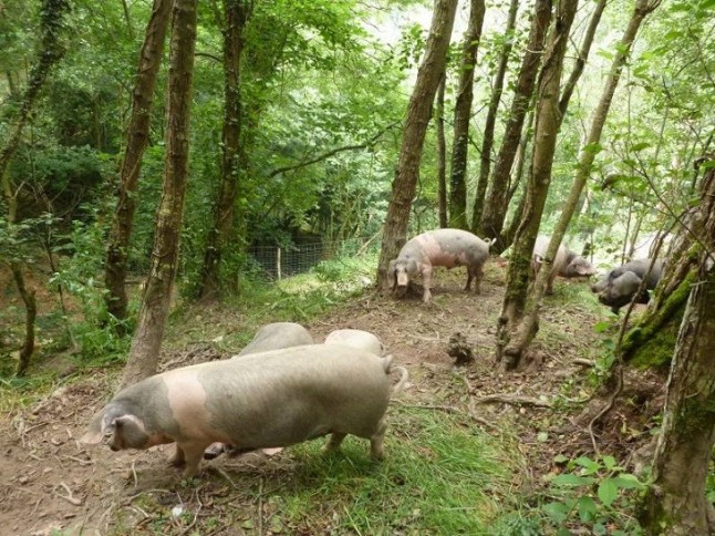 Mejorando el pastoreo sostenible de razas porcinas celtas en los castañares