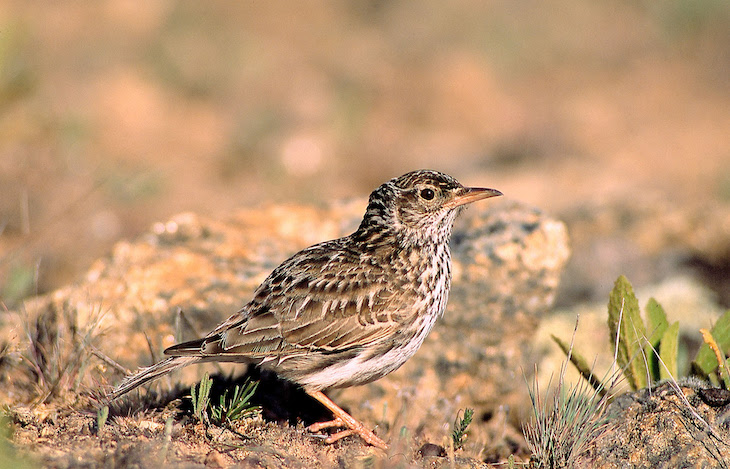 Exigen amparo y protección para las estepas andaluzas y las especies que las habitan