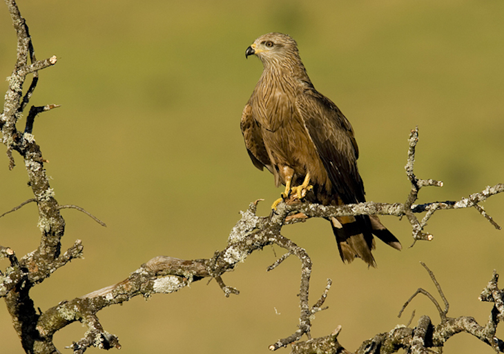 Castilla y León censan la colonia de milano real invernante