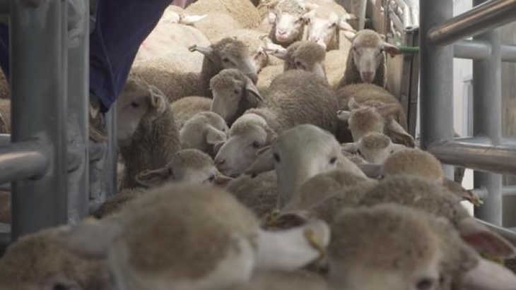 Maltrato en la exportación de animales vivos a Oriente Medio