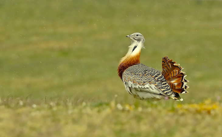 Agricultura sostenible en el espacio Red Natura 2000 para la conservación de aves esteparias