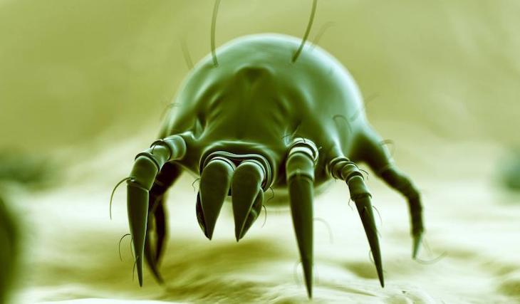 Las extinciones de ácaros superan mil veces las tasas naturales