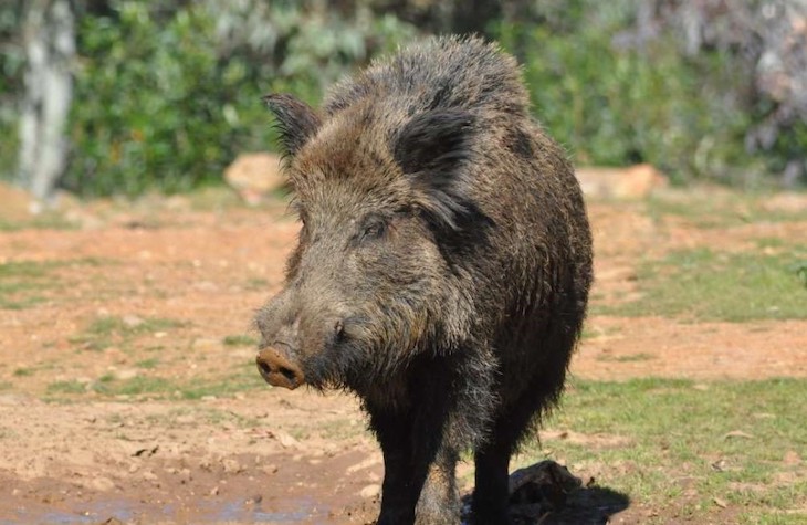 Incautan en Elche un jabalí que un hombre tenía como mascota