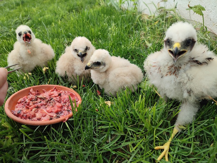 El AGUILUCHO CENIZO bien vale leer esta nota