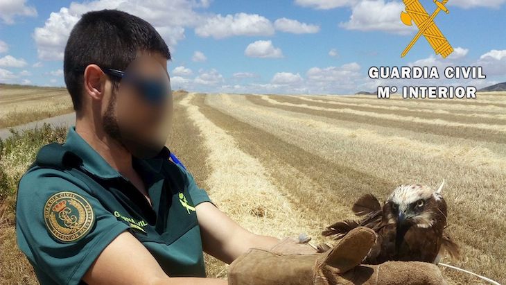 Recuperan un aguilucho lagunero