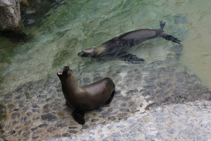 El mini zoo de la Magdalena en Santander ‘incomestible’