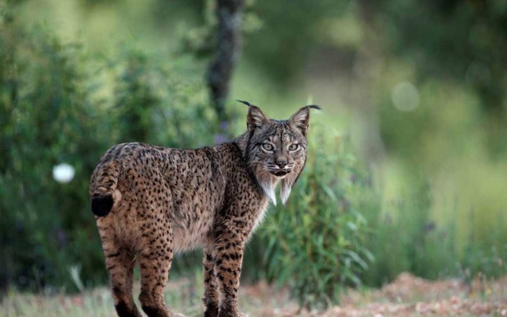 Atropellada una hembra de lince