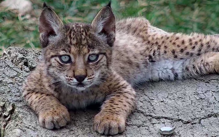 En los centros de cría gestionados por Parques Nacionales nacen 23 nuevos cachorros de lince ibérico