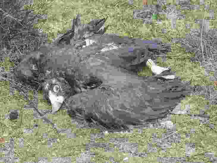 Resultado del envenenamiento de fauna más grave en la Comunidad de Madrid